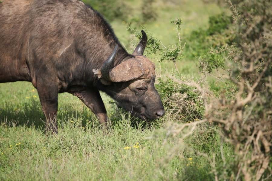 Full-Day All Inclusive Safari with Traditional Braai Lunch - FAQ