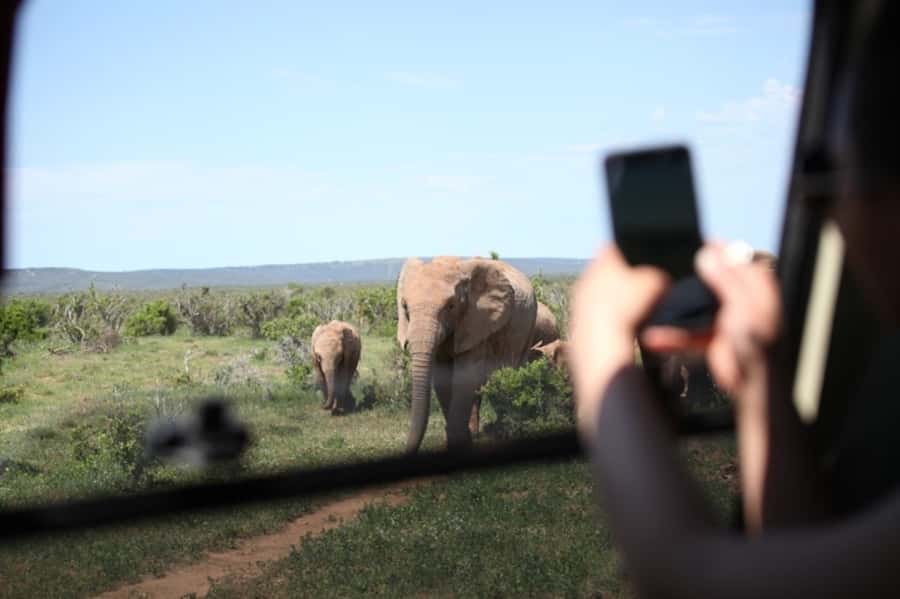 Full-Day All Inclusive Safari with Traditional Braai Lunch - The Addo elephants are the main event
