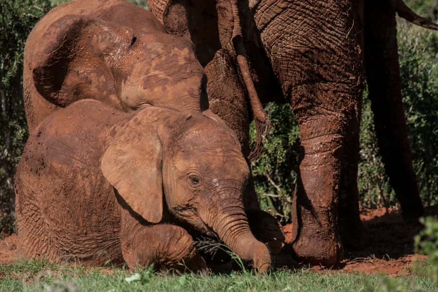Full-Day All Inclusive Safari with Traditional Braai Lunch - What the $186 price really covers