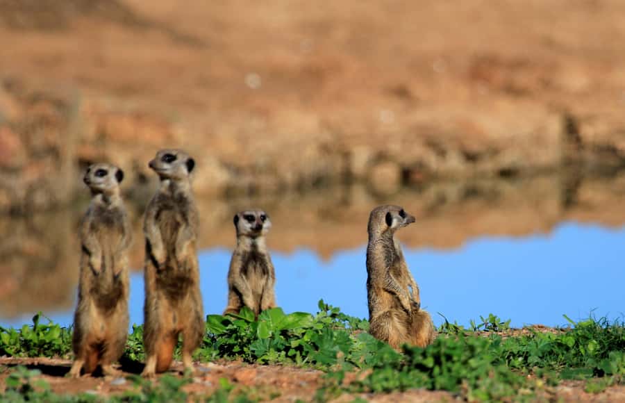 Full-Day All Inclusive Safari with Traditional Braai Lunch - Pickup, group size, and the pace of the day