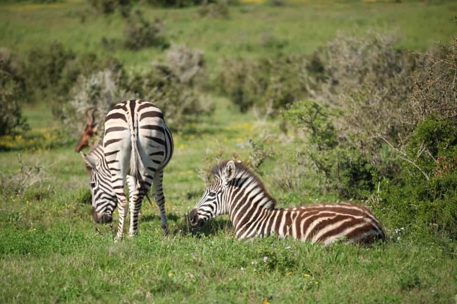 Full-Day All Inclusive Safari with Traditional Braai Lunch - Who will enjoy this Addo safari most