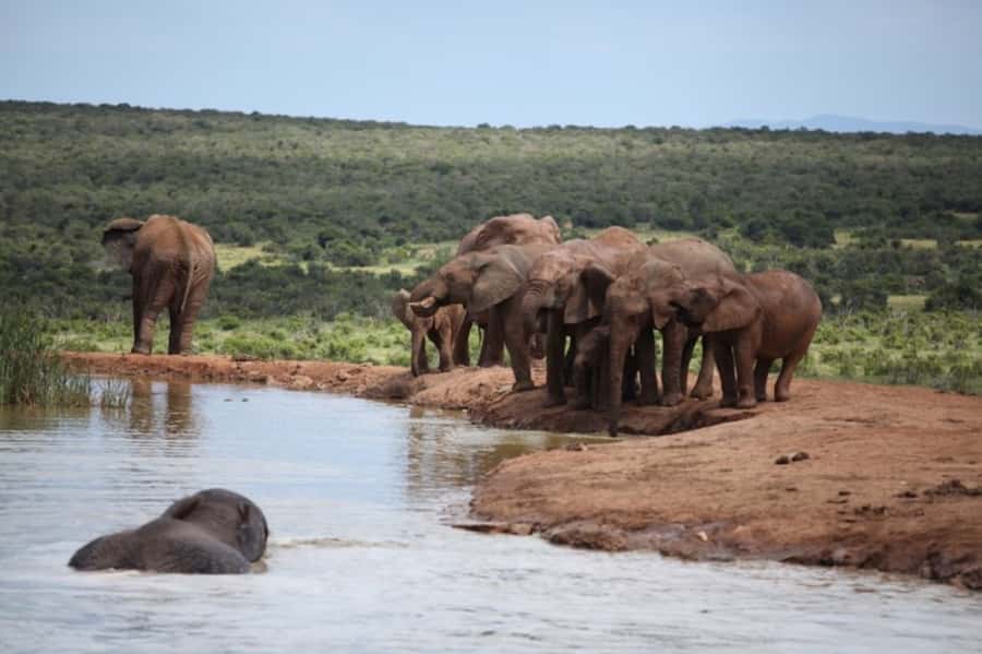 Full-Day All Inclusive Safari with Traditional Braai Lunch - A nine-hour plan with morning and afternoon game drives