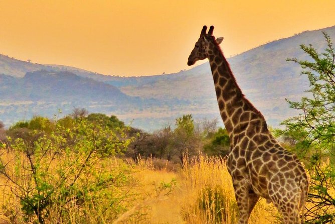 Full Day Ultimate Pilanesberg National Park Safari from Johannesburg or Pretoria - Should you book the Pilanesberg day safari?