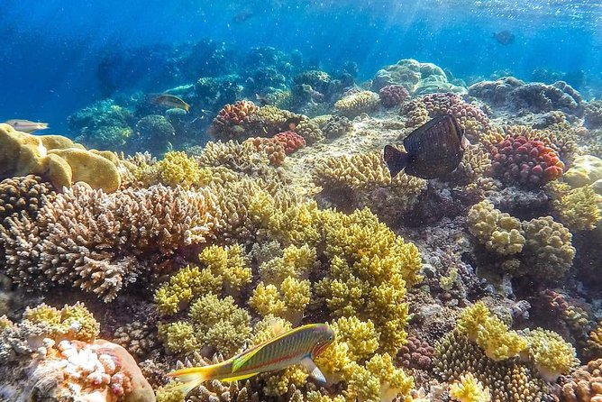 Full Relaxing Day To The Red Sea From Cairo Or Giza Hotel - Optional activities and what is really included