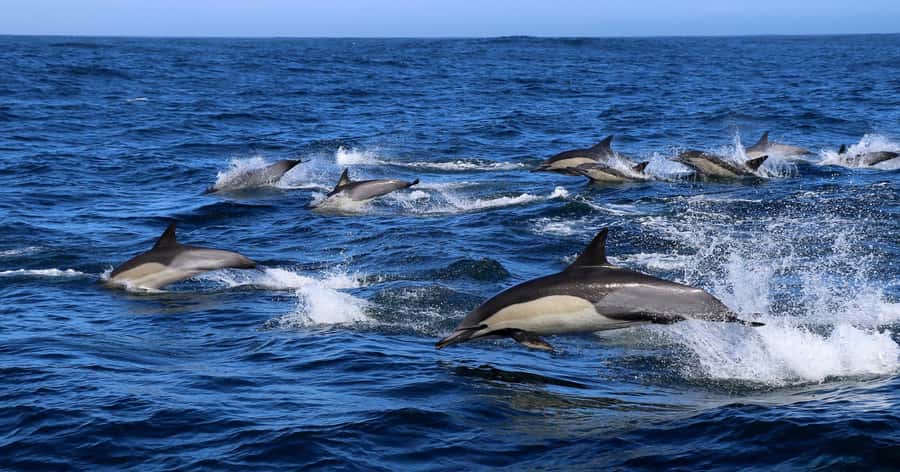 Gansbaai: Marine Big 5 Boat tour - Key points at a glance
