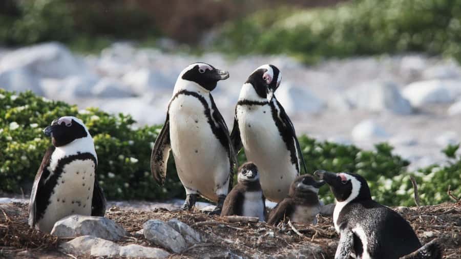 Gansbaai: Marine Big 5 Boat tour - Starting at The Great White House in Kleinbaai