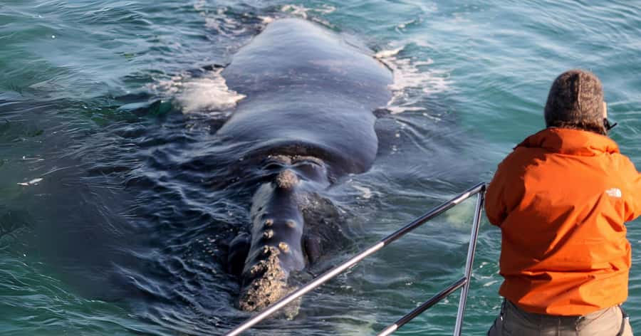 Gansbaai: Marine Big 5 Boat tour - Shark Alley, Geyser Rock, and the seal colony