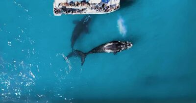 Gansbaai: Marine Big 5 Boat tour