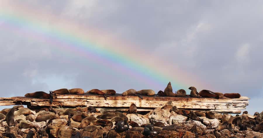 Gansbaai: Marine Big 5 Boat tour - The value of the $155 price