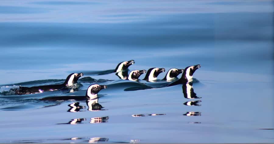 Gansbaai: Marine Big 5 Boat tour - Preparing for cold, wet, and moving water