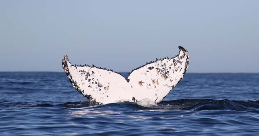 Gansbaai: Marine Big 5 Boat tour - The return to shore: soup, bread, and a proper debrief