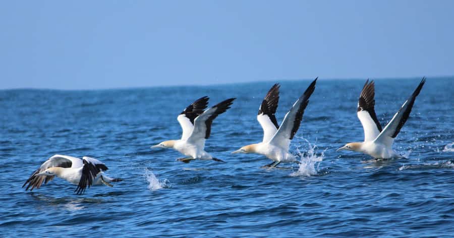 Gansbaai: Marine Big 5 Boat tour - Conservation is part of the experience