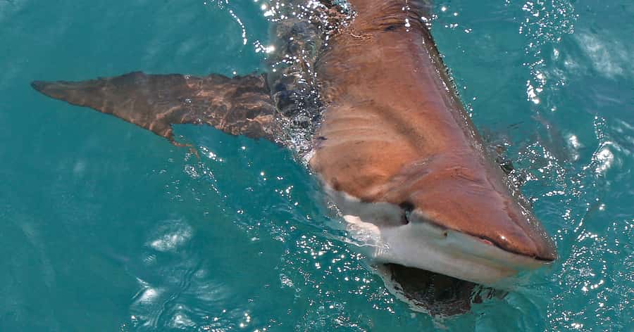 Gansbaai: Marine Big 5 Boat tour - Who should book this Gansbaai boat tour