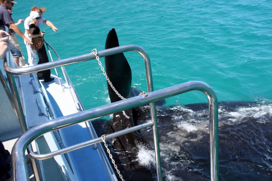 Gansbaai: Whale Watching Trip by Boat - Key points to know before you go