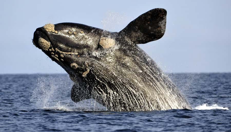 Gansbaai: Whale Watching Trip by Boat - Southern right whales and the best wildlife moments