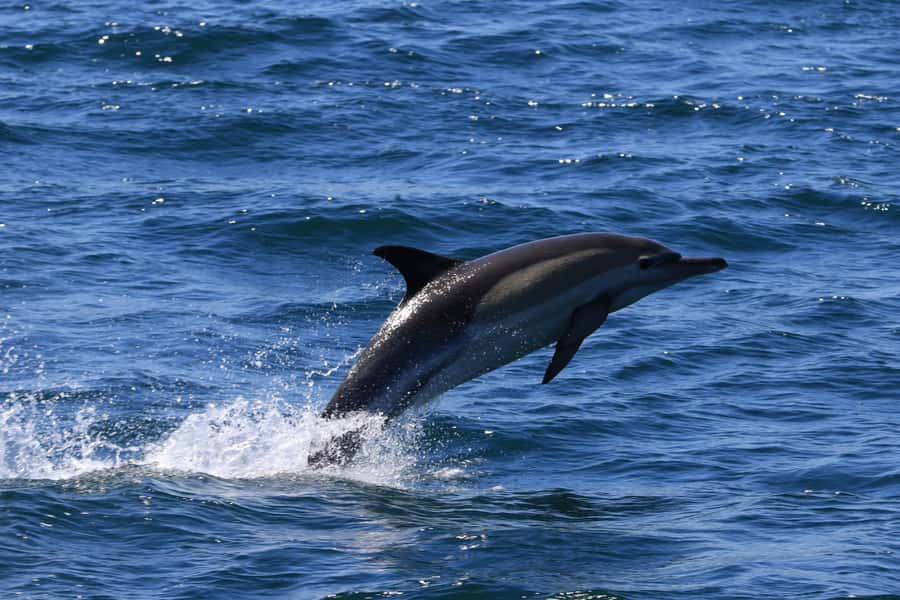 Gansbaai: Whale Watching Trip by Boat - Dolphins, seals, sharks, and less common sightings