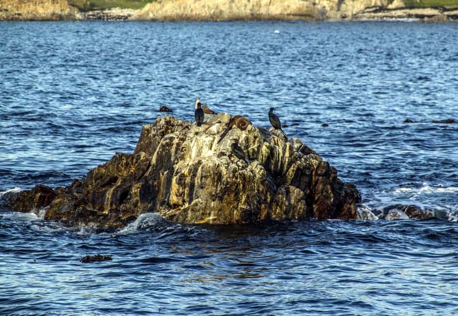 Gansbaai: Whale Watching Trip by Boat - Is $146 a fair price?