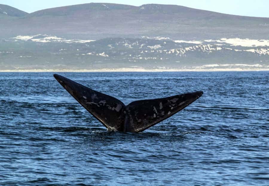 Gansbaai: Whale Watching Trip by Boat - Should you book the Gansbaai whale trip?