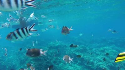 Grand Baie: Catamaran 3 Islands Cruise & Lunch on the Island