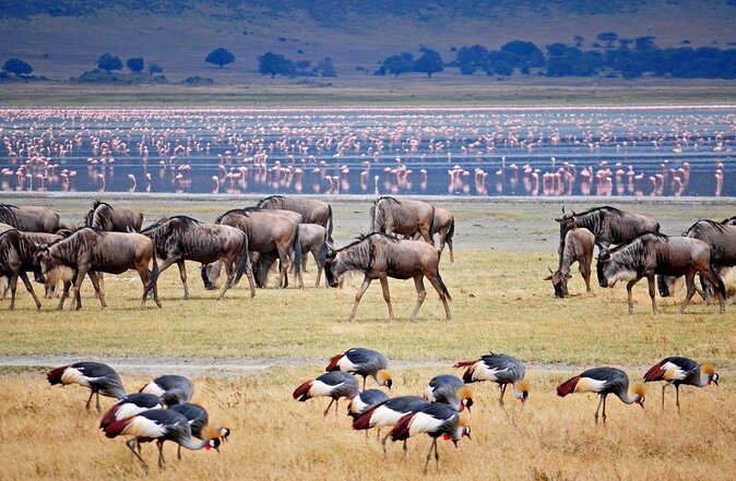 Group Safari 7 Days in Tanzania's Main Parks - Key points at a glance