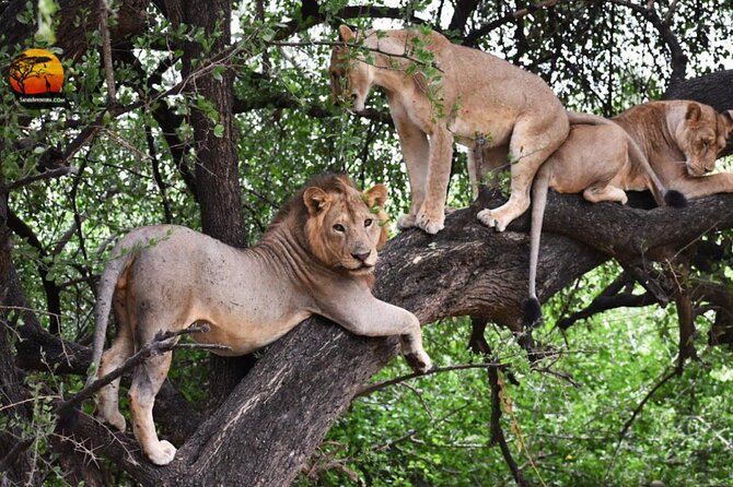 Group Safari 7 Days in Tanzania's Main Parks - What this seven-day safari is really like