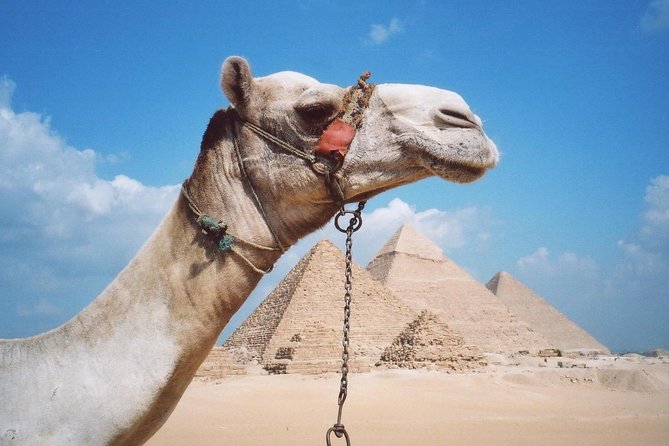 Half-Day Private tour to Pyramids of Giza and Sphinx - The Great Sphinx and its close-up view