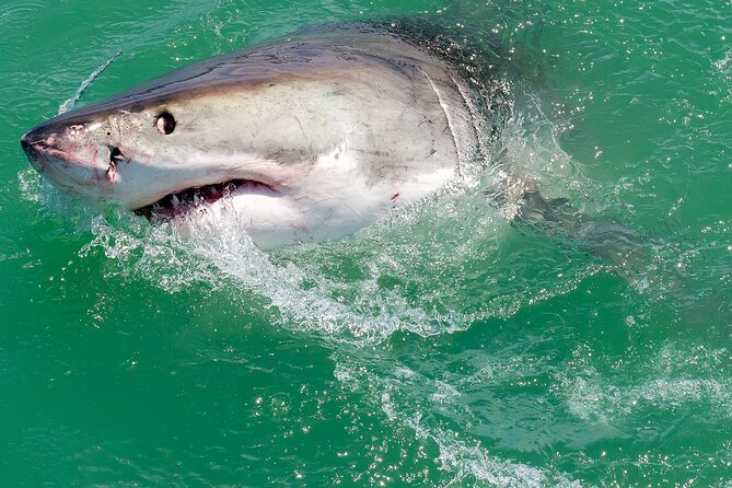 Half-Day White Shark Cage Diving from Gansbaai - Starting at 7:00 am in Van Dyks Bay