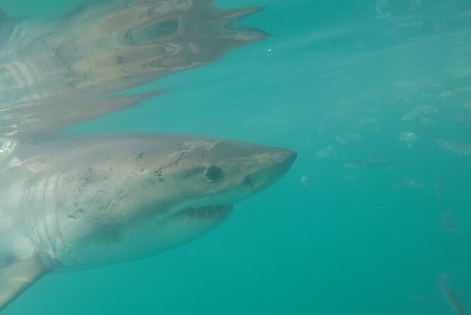 Half-Day White Shark Cage Diving from Gansbaai - What the boat portion is really like