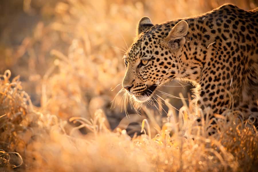 Hartbeespoort: Lion and Safari Park Guided Tour - What the two-hour safari actually feels like