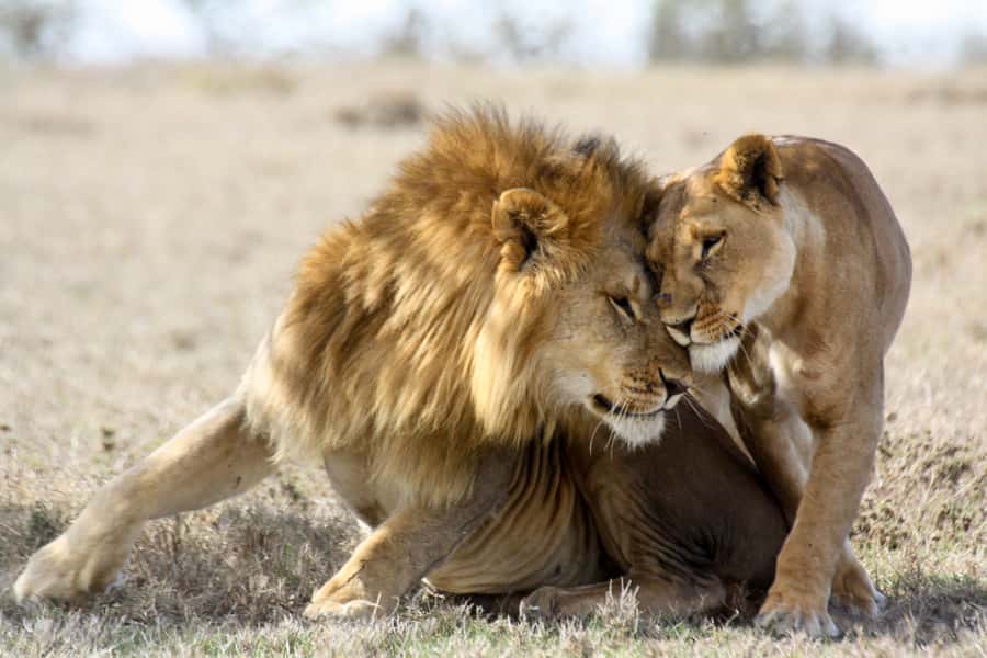 Hartbeespoort: Lion and Safari Park Guided Tour - Antelopes first, then the big cats