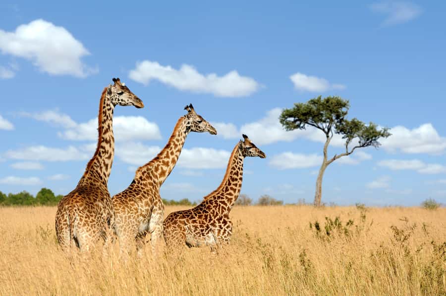 Hartbeespoort: Lion and Safari Park Guided Tour - Why the guide matters more than the route