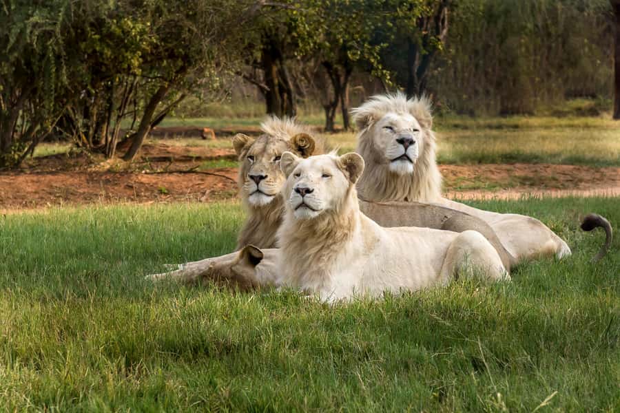 Hartbeespoort: Lion and Safari Park Tour - Key points at a glance
