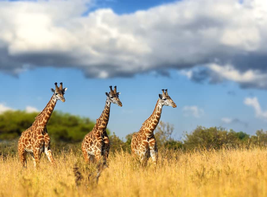 Hartbeespoort: Lion and Safari Park Tour - A predator-focused safari near Hartbeespoort