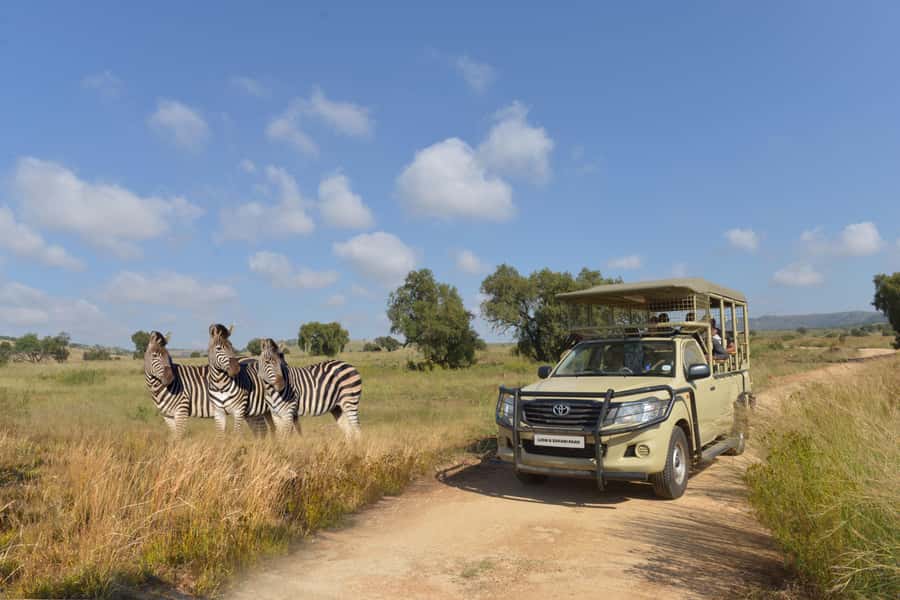 Hartbeespoort: Lion and Safari Park Tour - Lions, wild dogs, cheetahs, and more