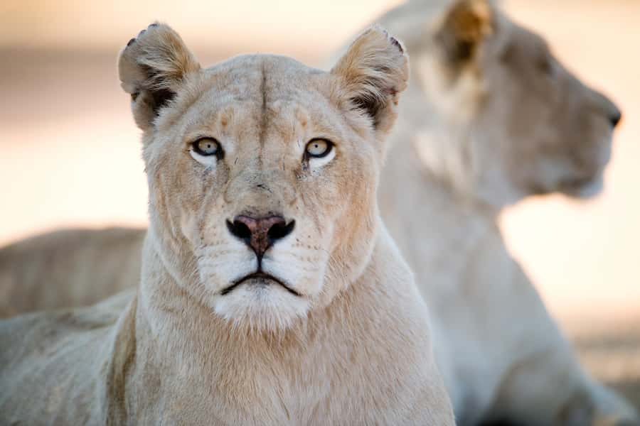 Hartbeespoort: Lion and Safari Park Tour - Is $70 a fair price?