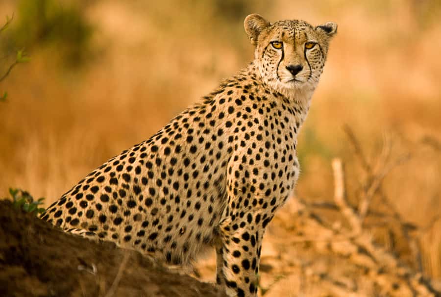 Hartbeespoort: Predator Safari with a Guide - Key points at a glance