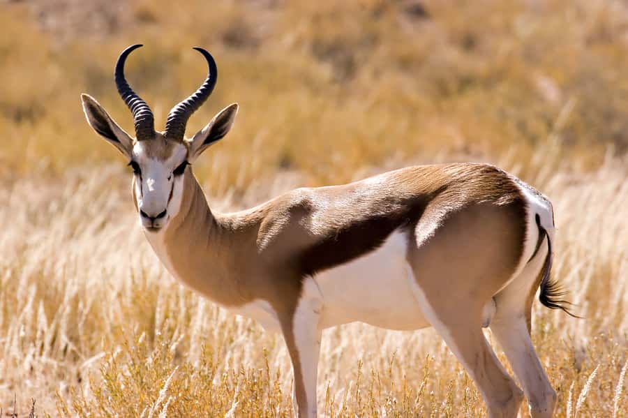 Hartbeespoort: Predator Safari with a Guide - A short safari with predators as the main event