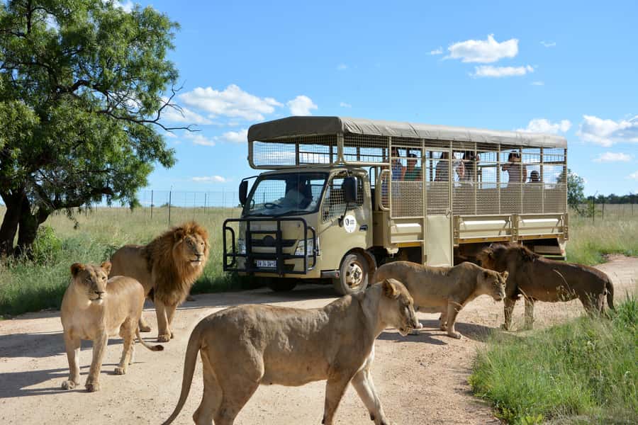 Hartbeespoort: Predator Safari with a Guide - Meeting the lions, cheetahs, and wild dogs