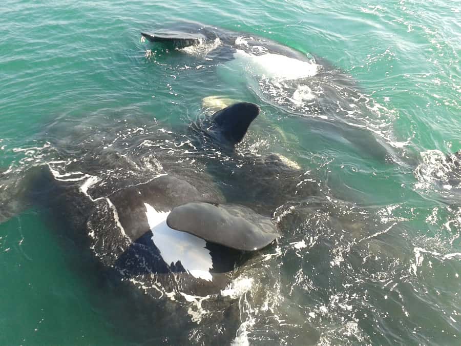 Hermanus: Boat Based Whale Watching Experience - Key points to know before you go