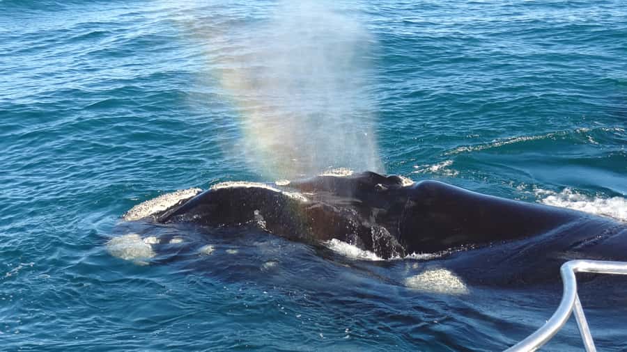 Hermanus: Boat Based Whale Watching Experience - The safety briefing sets the tone