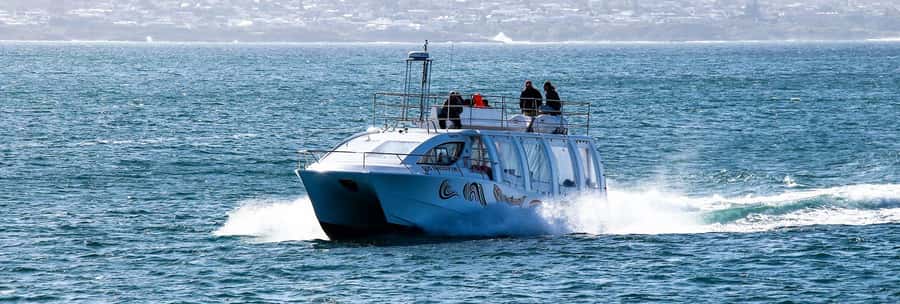 Hermanus: Boat Based Whale Watching Experience - Watching whales without chasing them