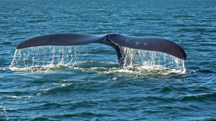 Hermanus: Boat Based Whale Watching Experience - What the crew adds to the trip