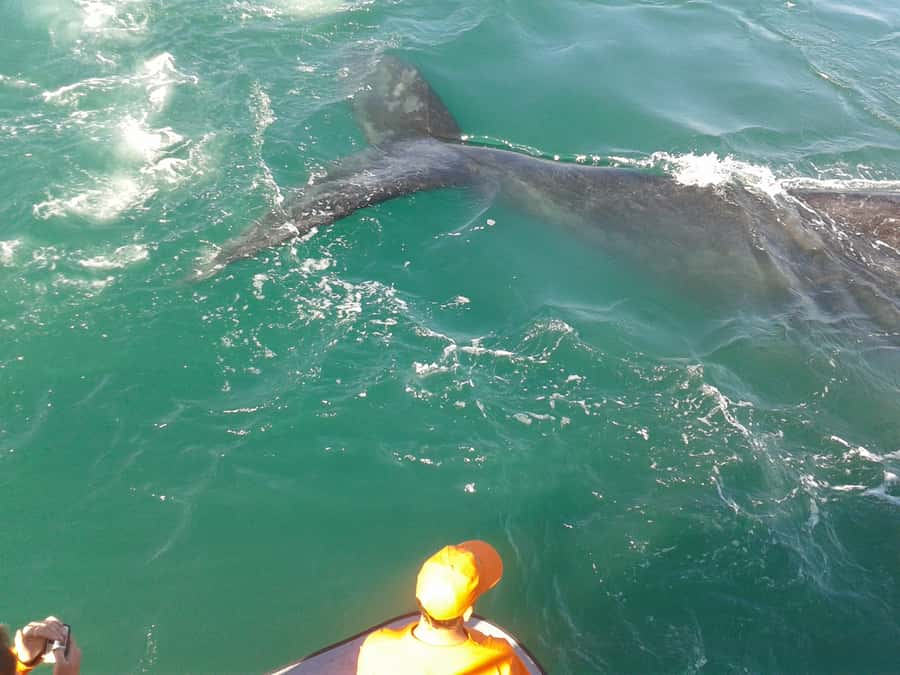 Hermanus: Boat Based Whale Watching Experience - Meeting the boat at Hermanus New Harbour