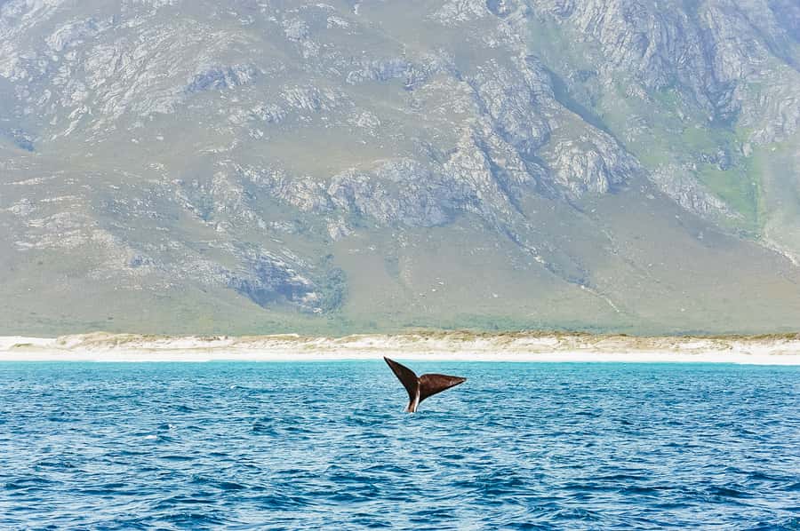 Hermanus: Whale and Dolphin Watching Boat Trip - Key points before you book