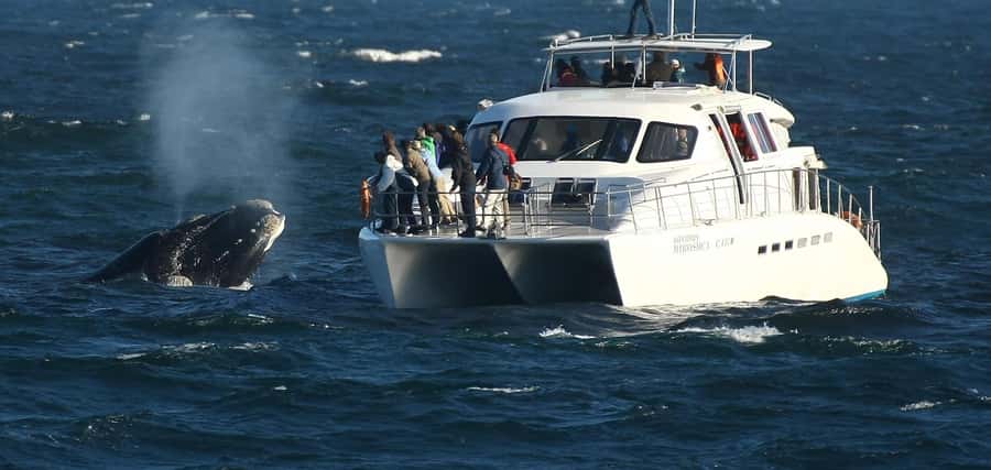 Hermanus: Whale and Dolphin Watching Boat Trip - Starting at Hermanus New Harbour