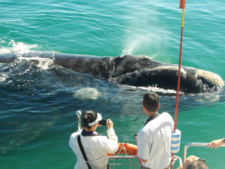 Hermanus: Whale and Dolphin Watching Boat Trip - Searching for southern right whales