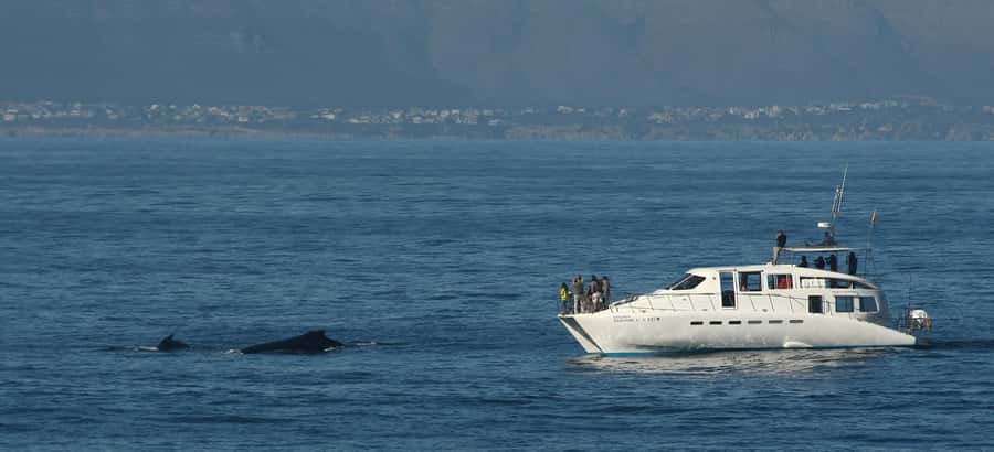 Hermanus: Whale and Dolphin Watching Boat Trip - Dolphins, Bryde’s whales, and seals