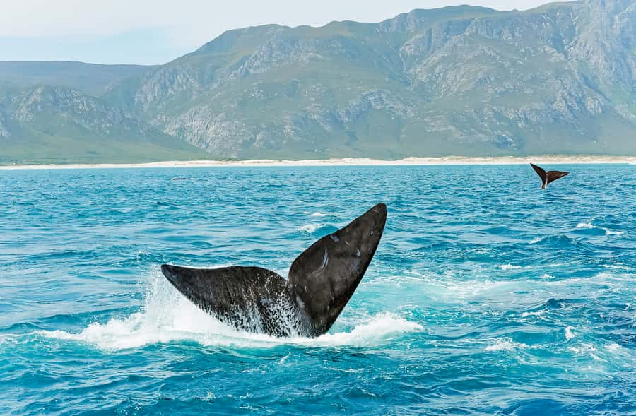 Hermanus: Whale and Dolphin Watching Boat Trip - Should you book the Southern Right Charters trip?