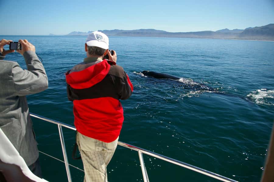 Hermanus: Whale and Dolphin Watching Boat Trip - Crossing Walker Bay by purpose-built catamaran