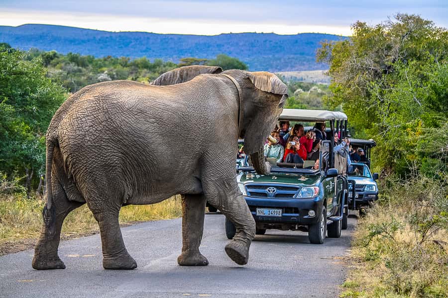 Hluhluwe-Imfolozi: Big 5 Full or Half-Day Safari - Key points to know before booking